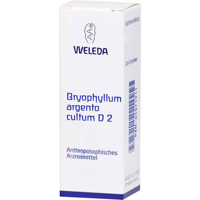 Bryophyllum Argento cultum D2 Weleda Dil., 50 ml Lösung