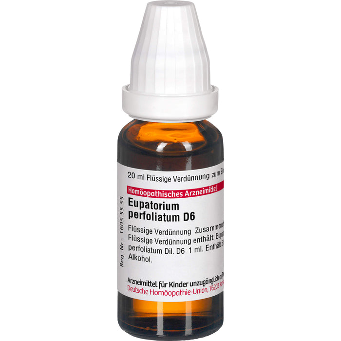 Eupatorium perfoliatum D6 DHU Dilution, 20 ml Lösung