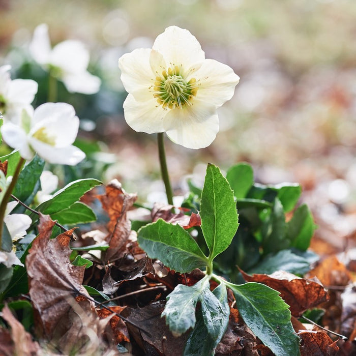 Helleborus niger D5 aquos., 8 St. Ampullen