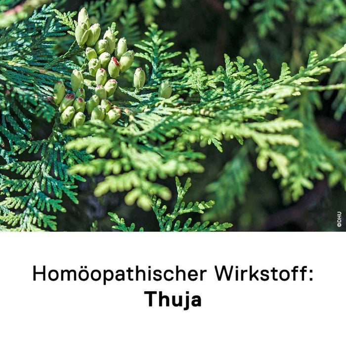 DHU Thuja D12 Streukügelchen, 10 g Globuli